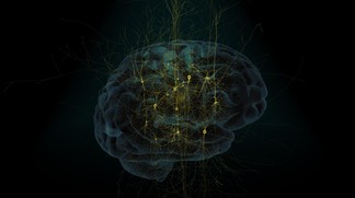 � A human brain model overlaid with a stylized network of neurons. � BBP/EPFL 20