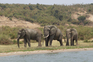 Homestretch | Using mathematics to protect African wildlife