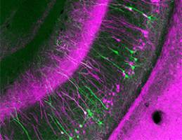 How context influences memories and behavior