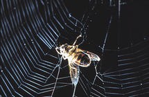 A fly caught in an electrostatic web (Image: Fritz Vollrath)