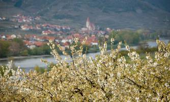 How Floral Scents Promote Diversity in Ecosystems