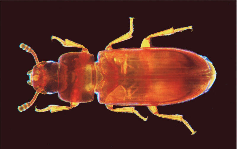 Red flour beetle Tribolium castaneum Photo: Göttingen University