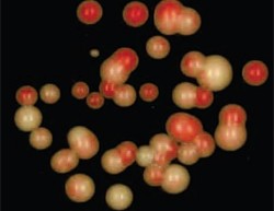 Silencing assay shows that small RNAs can initiate epigenetic gene repression