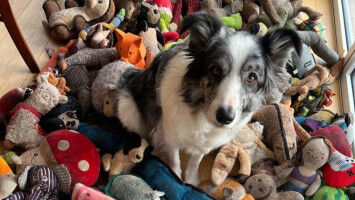 How some dogs become »word geniuses«