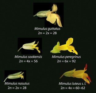 Variations of M. guttatus, showing M. nasutus at the left bottom. � Richard Bugg