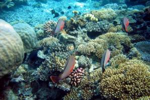 How the Great Barrier Reef survived colder temperatutes