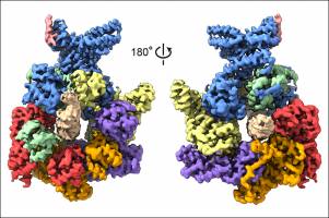 How to make a replication origin in multicellular eukaryotes