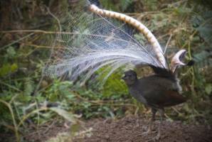 Humans aren't alone in grooving to the music