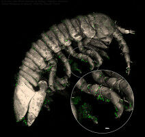 Idoteas are the sea's bees