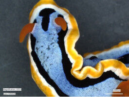 Impressionist sea slugs