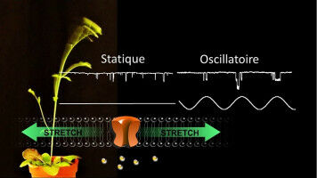 In plants, channels set the rhythm