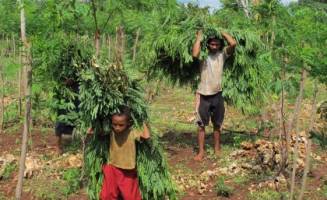 Indonesian farm dollars can grow on trees