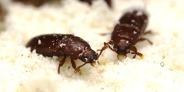 Two flour beetles (brown) against a light background; more flour beetles can be