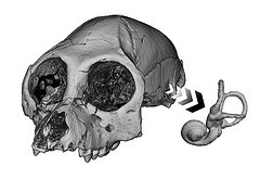 Three-dimensional reconstruction of the cranium and semicircular canals
from the