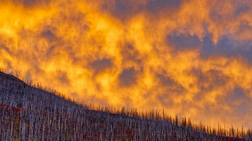 Innovation and creativity win at wildfire hackathon