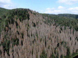 Insect-driven tree deaths rising