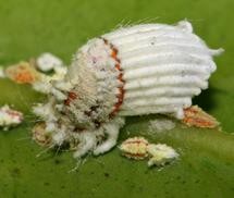 Icerya purchasi, an insect where males are replaced by &rsquo;parasitic&rsquo; f