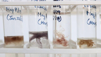 Inside Canada's largest freshwater algal culture collection