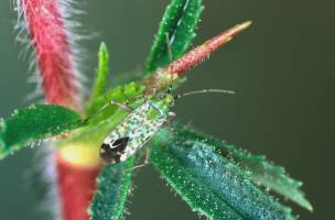 Intensification of Land Use Leads to the Same Species Everywhere