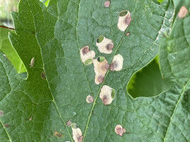 More intensive control of exotic pests on the southern side of the Alps