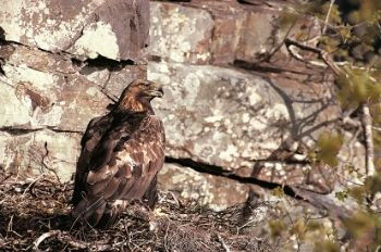Golden Eagle at nest - Chris Gomersall (rspb-images.com)