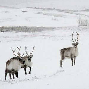 �Arctic Reindeer by �Glen Jeffery�(UCL�Institute of Ophthalmology)