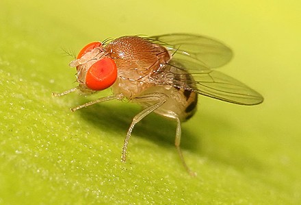 Irritating winged insect opens doors in Alzheimer research