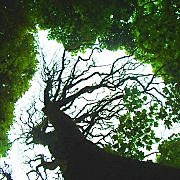 Is the UK prepared for Sudden Oak Death?