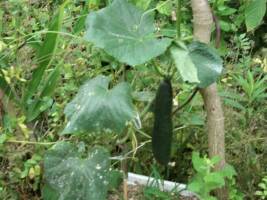 Japanese quake survivors tell their story with photos