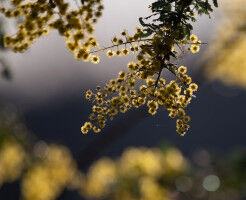 Joint statement from the Chancellor and Interim Vice-Chancellor of the Australian National University