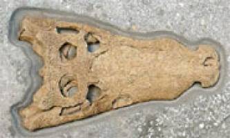 Just so: Scientists name Dorset crocodile after Kipling