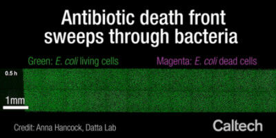 Just the Right Amount: Microbial Nutrients Drive Success and Failure of Antibiotics