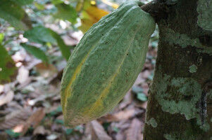 Growing cocoa in a changing climate