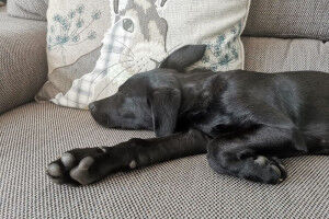 Keep calm and carry on: New study from the RVC offers clues for how to ease puppy separation stress