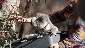 Koala survival post-bushfires given major boost