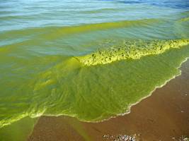 Lake Erie increasingly susceptible to large cyanobacteria blooms