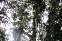 The Yasuni Rainforest. Photo by John Minns.
