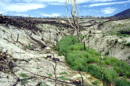 Heavily cut area, post-fire in the wet forests of the Australian Capital Territo