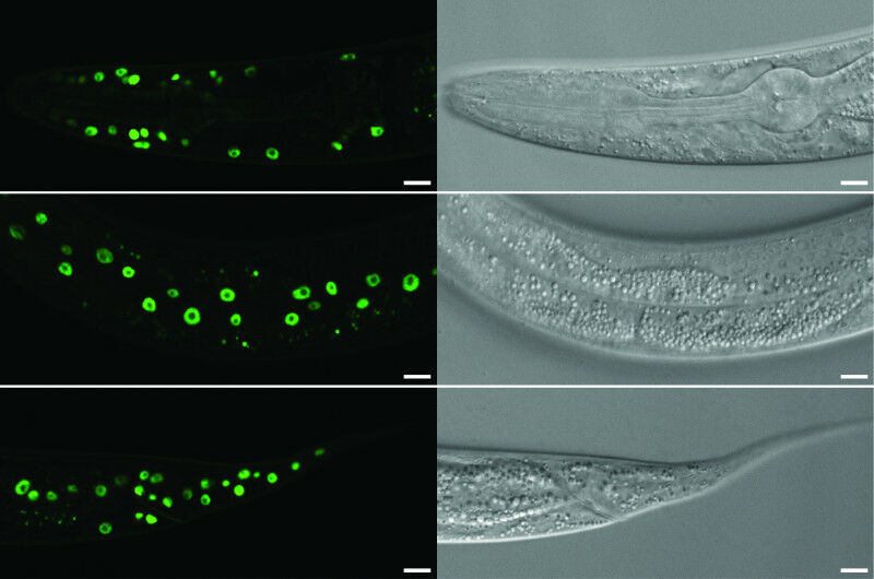 FMI researchers profiled the expression of more than 150 miRNAs as C. elegans la