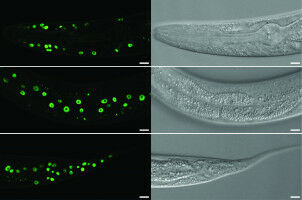 Largest study of developmental microRNA dynamics uncovers mechanism of their regulation