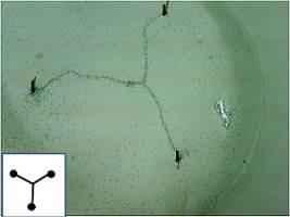 Leader-less ants make super efficient networks