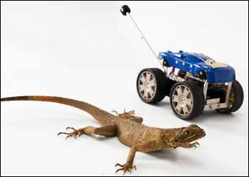 An Agama lizard next to Tailbot, a toy car with an attached tail. Sensors detect