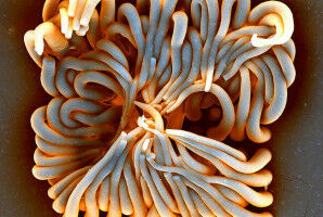 Learning from nature