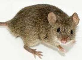 Life in the wild boosts immune function