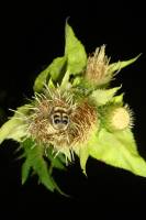 Light pollution as a new threat to pollination