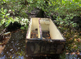 Litter invades the mangroves of tropical countries