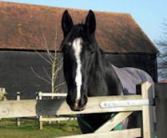 Liverpool vets to treat Amersham rescue horse