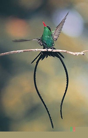 A red-billed streamertail from Jamaica. The elongated tail feathers are the next