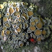Lichen on a tree