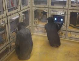 Looking for the Best Strategy? Ask a Chimp